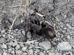 Aphonopelma steindachneri