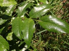 Berberis aquifolium