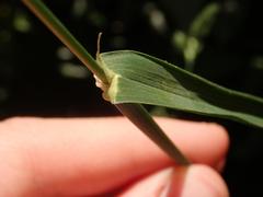 Dactylis glomerata