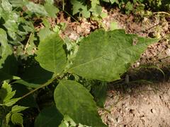 Acer negundo