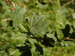 Ribes alpinum