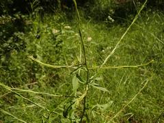 Sisymbrium officinale