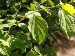 Cornus sanguinea