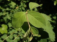 Symphoricarpos albus