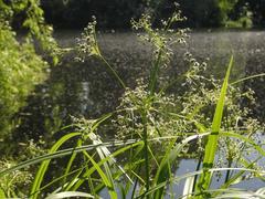 Scirpus sylvaticus
