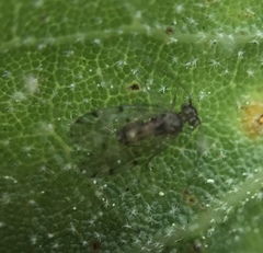 Ectopsocus californicus