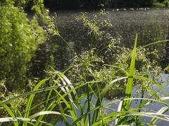 Scirpus sylvaticus