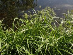 Scirpus sylvaticus