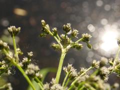 Scirpus sylvaticus