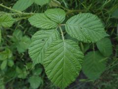 Rubus