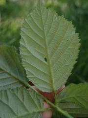 Rubus