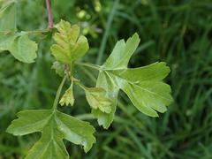 Crataegus monogyna