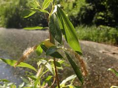 Salix alba