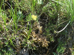 Anthyllis vulneraria boissieri