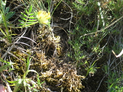 Anthyllis vulneraria boissieri
