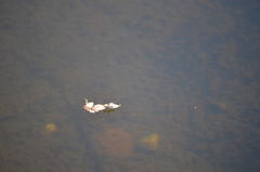 Limnoporus notabilis