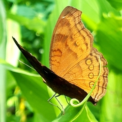 Junonia hedonia