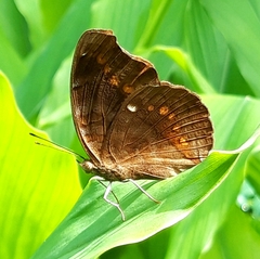 Junonia hedonia