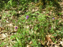 Lathyrus laxiflorus