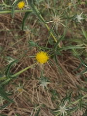 Centaurea procurrens
