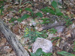 Allium decipiens quercetorum