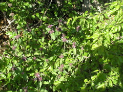 Clinopodium caucasicum
