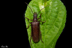 Philus antennatus