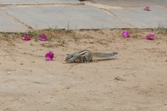 Funambulus pennantii