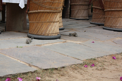 Funambulus pennantii