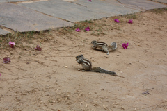 Funambulus pennantii