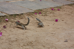 Funambulus pennantii