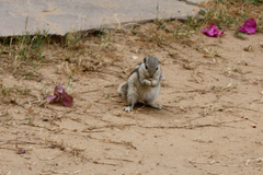Funambulus pennantii