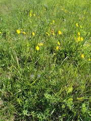 Ranunculus polyanthemos