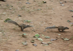 Funambulus pennantii
