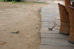 Funambulus pennantii