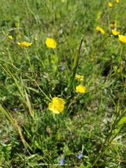 Ranunculus polyanthemos