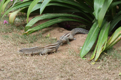 Funambulus pennantii