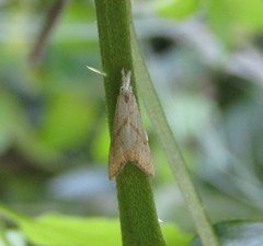 Haimbachia placidellus