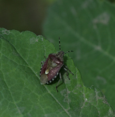 Dolycoris