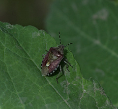 Dolycoris