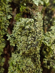 Phaeophyscia hispidula
