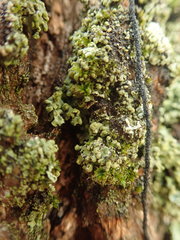 Phaeophyscia hispidula