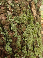 Phaeophyscia hispidula