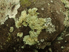 Flavoparmelia haysomii