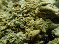 Flavoparmelia haysomii