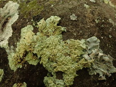 Flavoparmelia haysomii