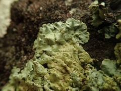 Flavoparmelia haysomii