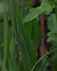 Pilosella novosibirskensis