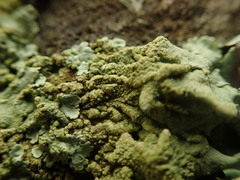 Flavoparmelia haysomii