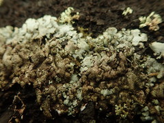 Xanthoparmelia murina